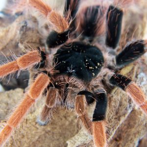 Megaphobema robustum samica 2dc