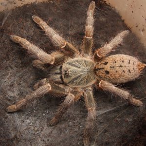 Pterinochilus lugardi Samica 2dc