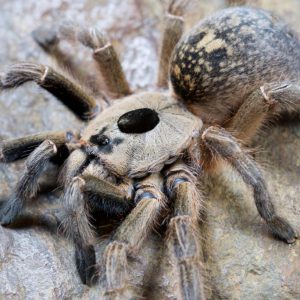 Ceratogyrus brachycephalus WF female 2.5-3bcm