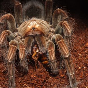 Pamphobeteus sp.mascara male 2bcm (4-5cm)