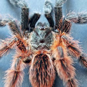 Psalmopoeus victori 2-3.FH