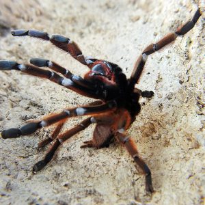 Phormigochilus sp. Rufus Male 2cm+