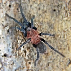 Holothele longipes 1fh (1cm)