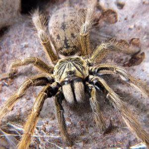 Augacephalus ezendami 1fh