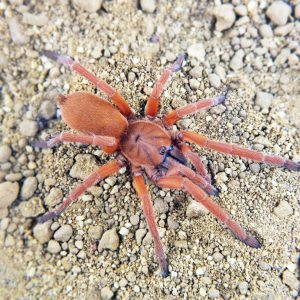 Orphnaecus philippinus F3 (1cm)