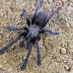 Thrigmopoeus truculentus samiec 2dc