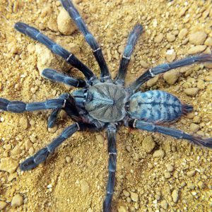 Phormingochilus everetti 1/2fh (2cm)