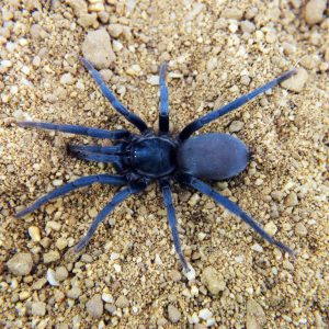 Holothele sericea L1 (0.5cm)