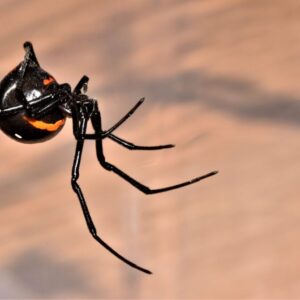 Latrodectus menavodi 5-6FH