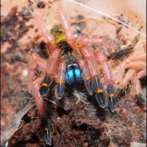 Ephebopus cyanognathus 2fh (1cm)