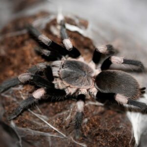 Haplocosmia himalayana F2 (1cm)