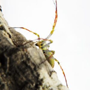 Peucetia lucasi L2/3