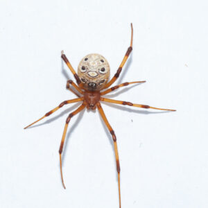 Latrodectus geometricus female 4/5fh (1cm)