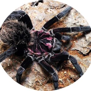 Xenesthis immanis 1.FH