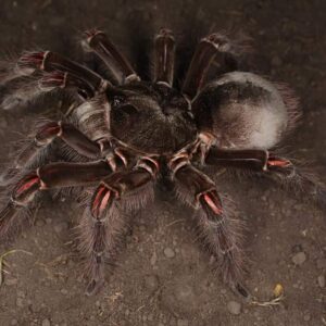 Theraphosa blondi 1/2FH