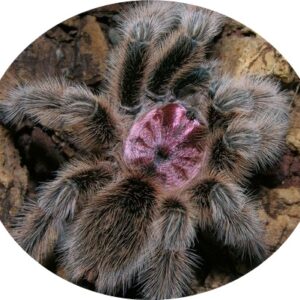 Grammostola porteri female 2cm body
