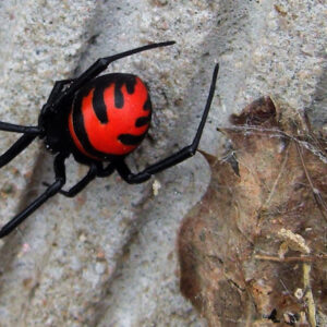 Latrodectus elegans female 4/5FH