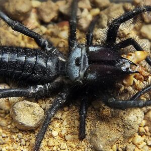 Rhagodes sp. "BLACK Solifugae"1.5-2dc