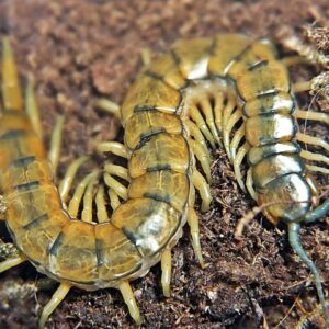 Skolopendra cingulata 2-3cm (Greece)