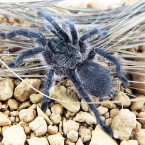 Harpactira namaquanensis female 2-2.5dc