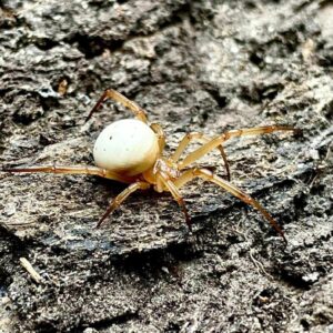 Latrodectus pallidus female 5fh
