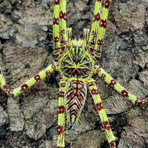 Heteropoda boiei 1-2FH