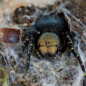 Eresus sp. balcanisus 3.FH