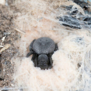 Eresus sp. Aguert Tamanart 3.FH