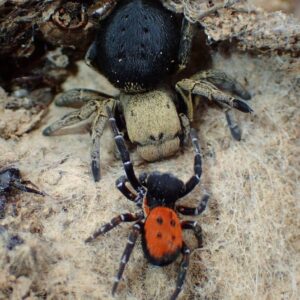Eresus sp illustris 3fh