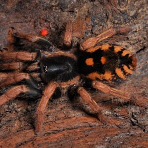 Hapalopus sp.guerilla 2fh