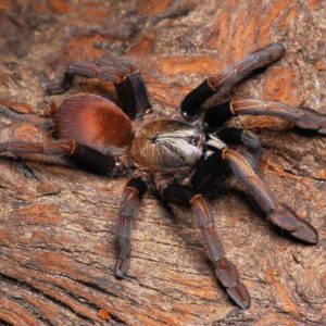Thrigmopoeus sp cinnamon 2fh