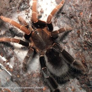 Lyrognathus giannisposatoi 1fh