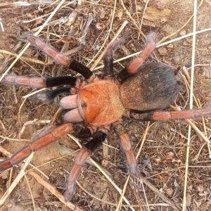 Theraphosidae sp. mandarin 1/2fh