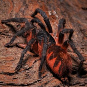 Davus sp. panama 2fh