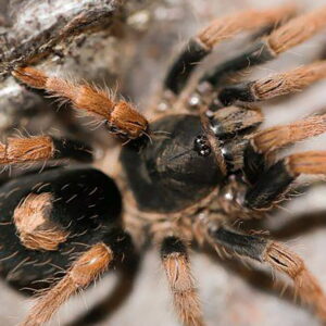 Cyriocosmus aueri 3FH