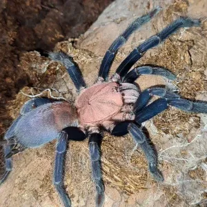 Selenocosmia sp. kordillera 2.FH (1+1 Free)
