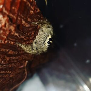 Hyllus diardi 2/3fh x10