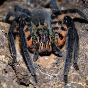 Cupiennius salei 2/3FH