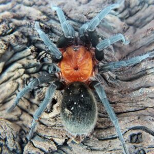 Bumba horrida 2/3fh