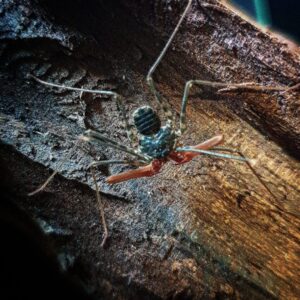 Euphrynichus bacillifer 2/3fh