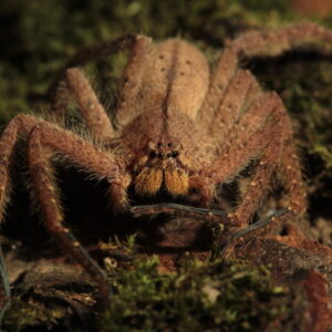 Heterodpoda javana L1/2