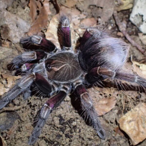 Pamphobeteus sp. machala 1fh 10pcs