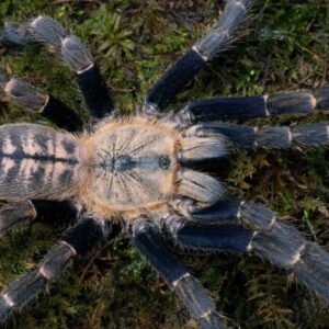 Cyriopagopus robustum 1-2FH