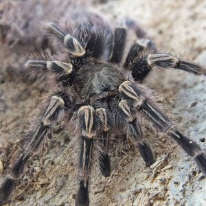 Grammostola pulchripes 3fh 10pcs