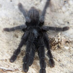 Phormingochilus arboricola L1 10szt