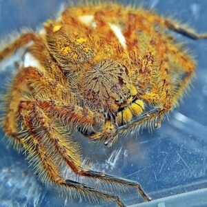 Heterodpoda davidbowie 1FH