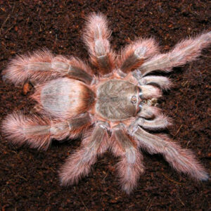 Nhandu tripepi 2fh 10pcs