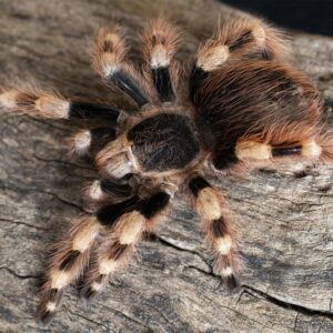 Nhandu coloratovilosus 2.5-3bcm