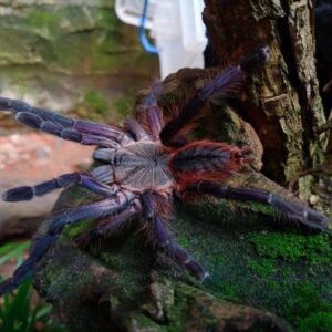 Ornithoctoninae sp. Phan Cay Red 2.FH