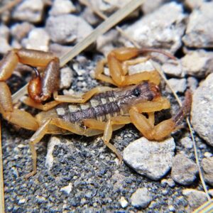 Uroplectes vittatus L4/5
